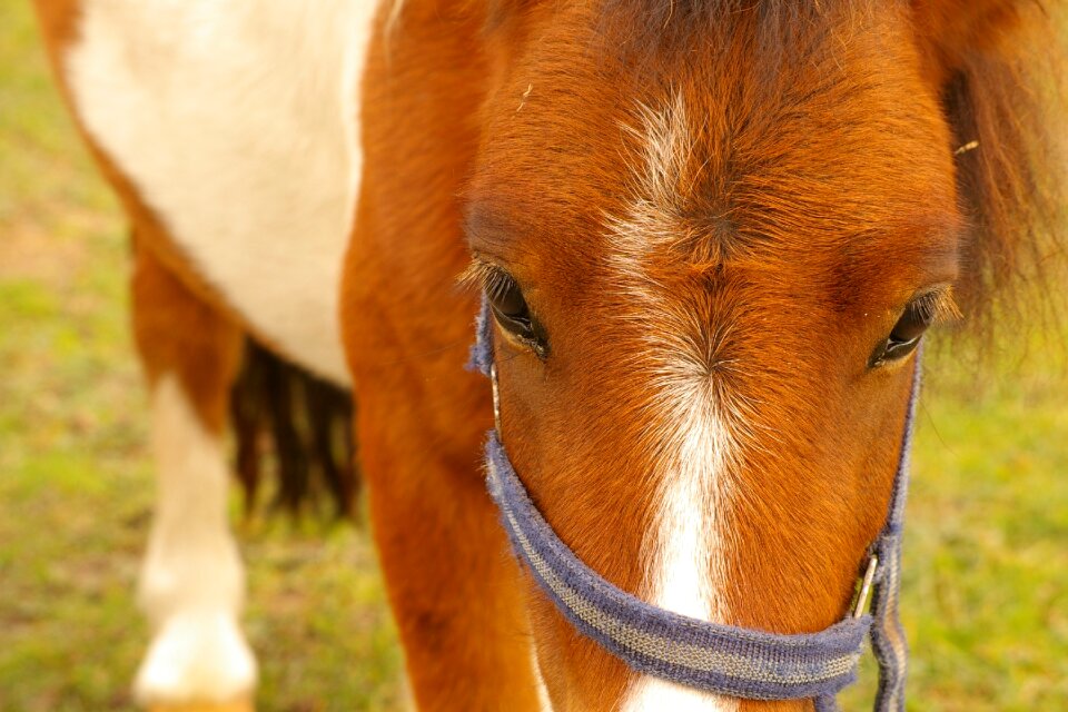 Coupling eyes equestrian