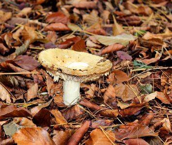 Beige forest leaves