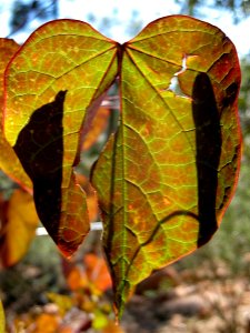 Backlit Autumn Leaves