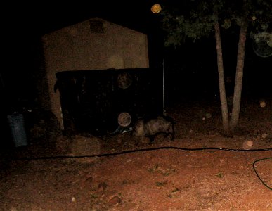 Javelina on the Prowl