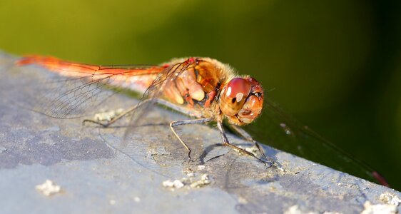Flight insect animal red dragonfly photo