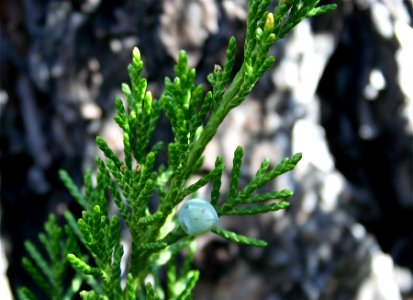 Juniper Shrub One Berry