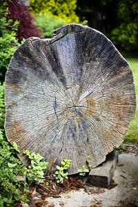 Cross section lumber