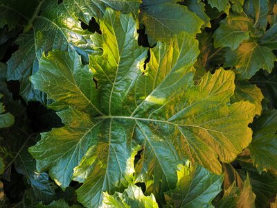 Large huge acanthus