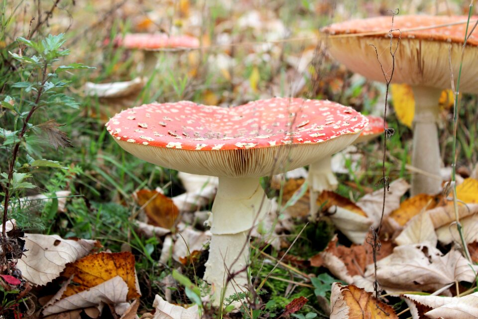 Red with white dots autumn agaric