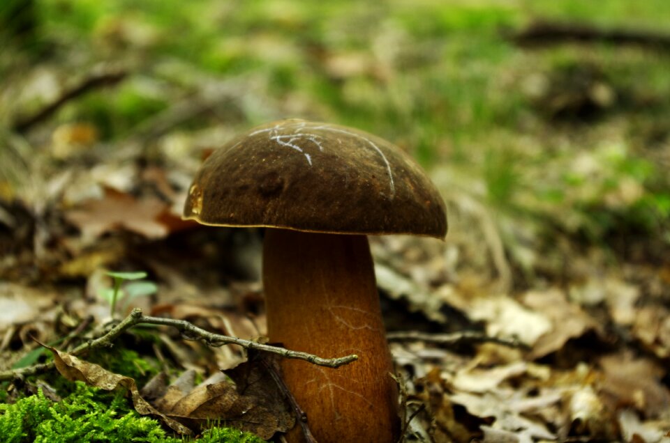 Porcini mushrooms forest autumn