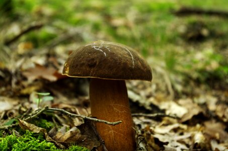 Porcini mushrooms forest autumn