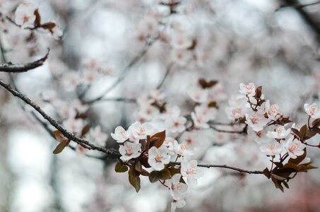 Spring cherry blossom plum