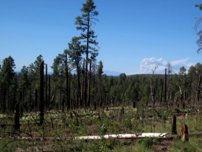 Fires Burning in Flagstaff