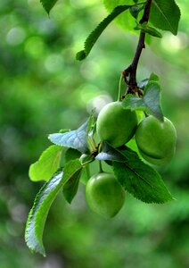 Healthy fresh organic