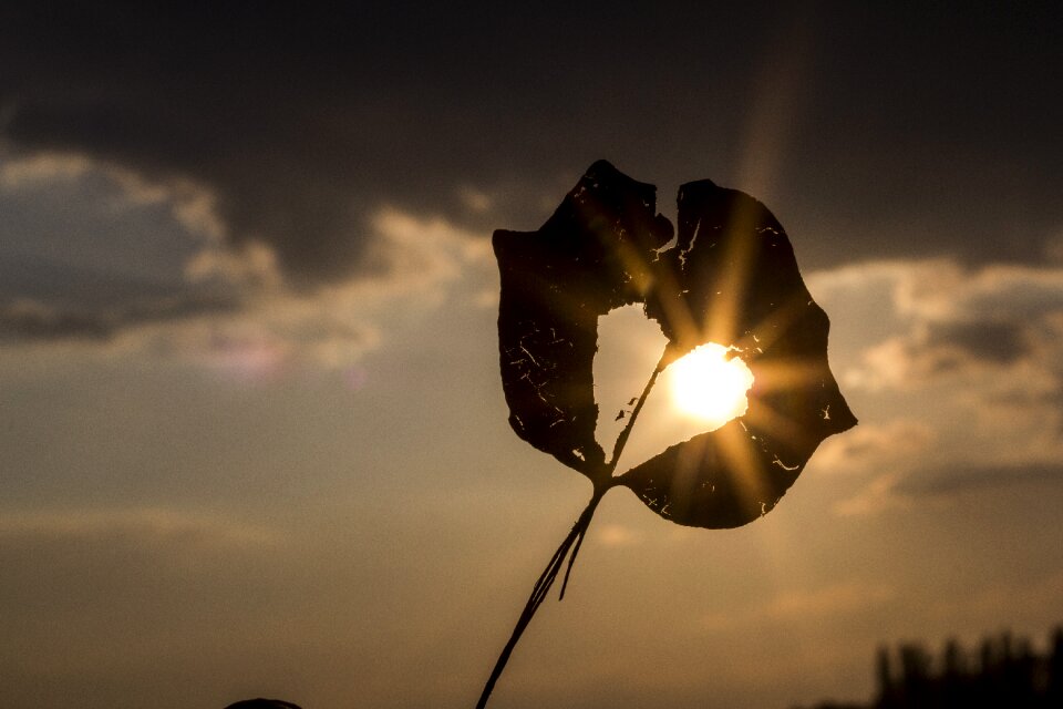 Leaf beautiful atmospheric photo