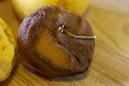 Dessicated Grapefruit