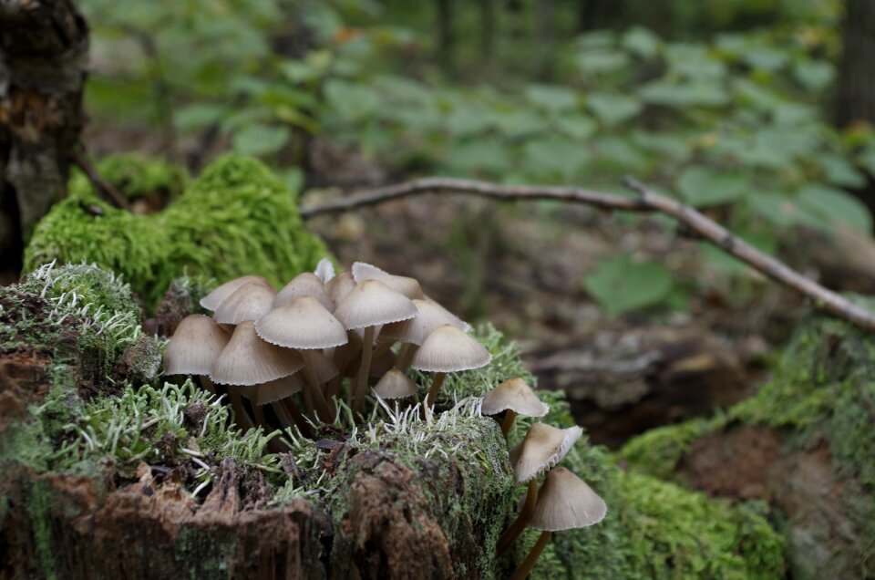 Mushroom kígyógomba parasite