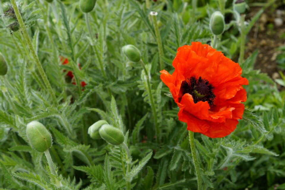 Bright red klatschmohn