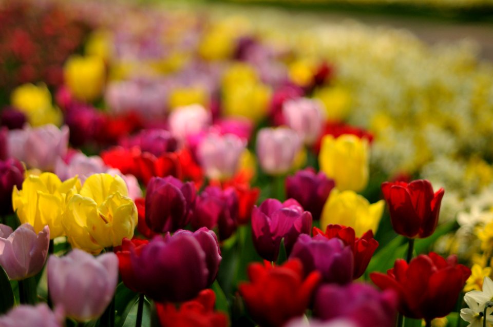 Keukenhof Holland Creative Commons by gnuckx
