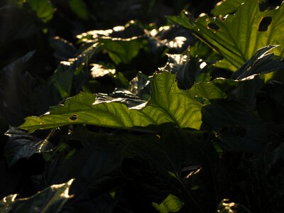 Huge backlighting light and shadow