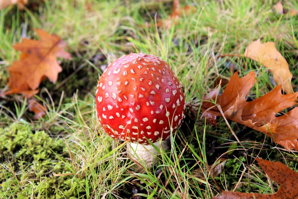Red with white dots autumn agaric