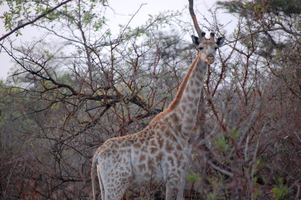 Bush wilderness wildlife