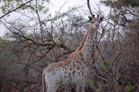 Bush wilderness wildlife