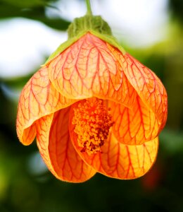 Indian mallow velvetleaf macro