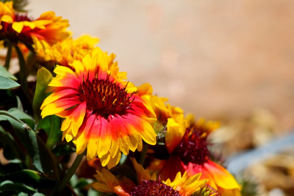 Flower Triangle
