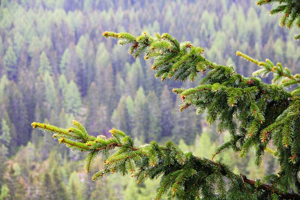 Tree green nature photo