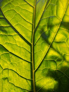 Leaf veins green large
