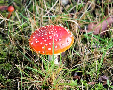 Red with white dots autumn agaric