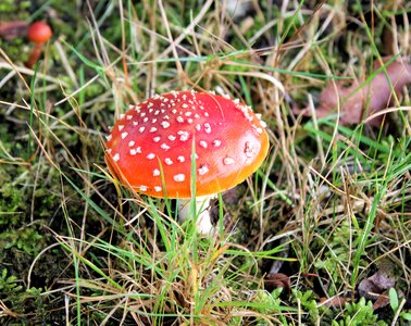 Red with white dots autumn agaric photo