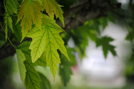 Nature leaf summer photo