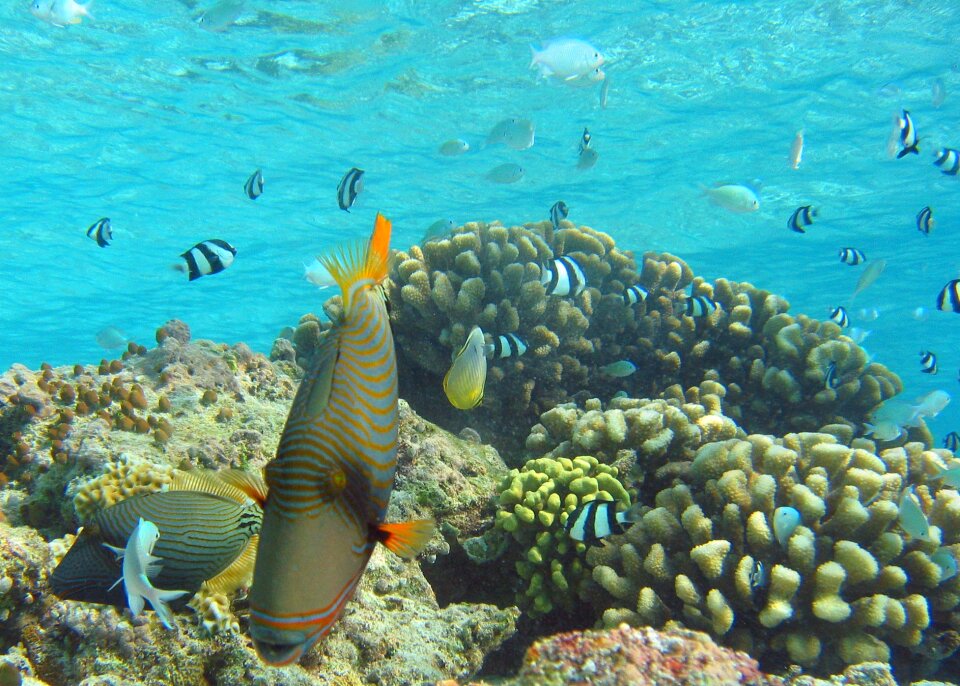 Coral reef swimming