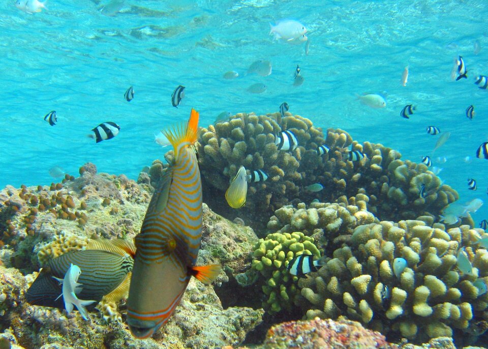 Coral reef swimming photo