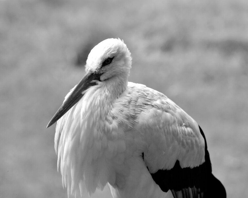 Animal rattle stork meadow