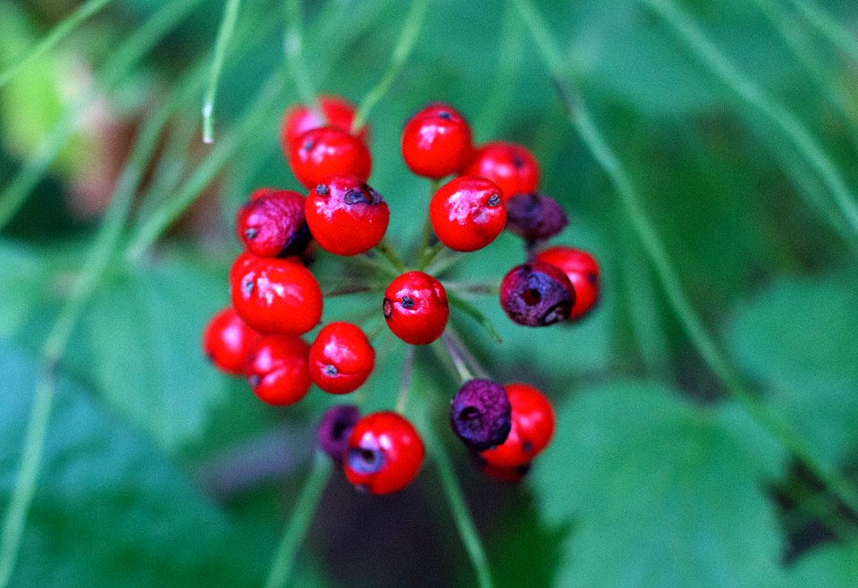 Berry Model of a Molecule