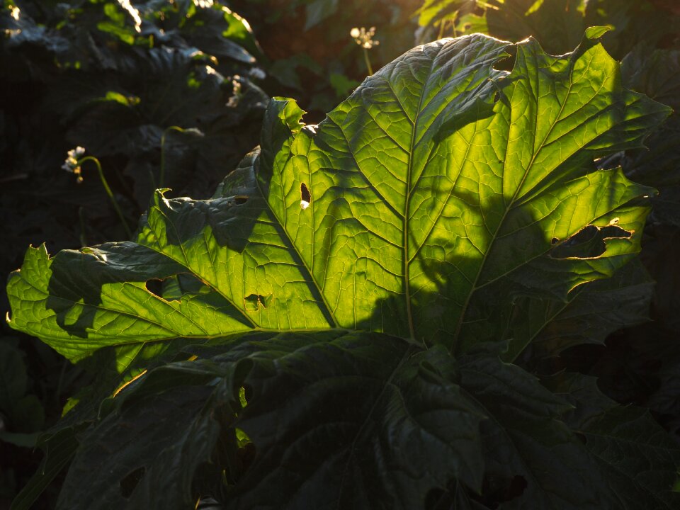 Translucent leaf veins green