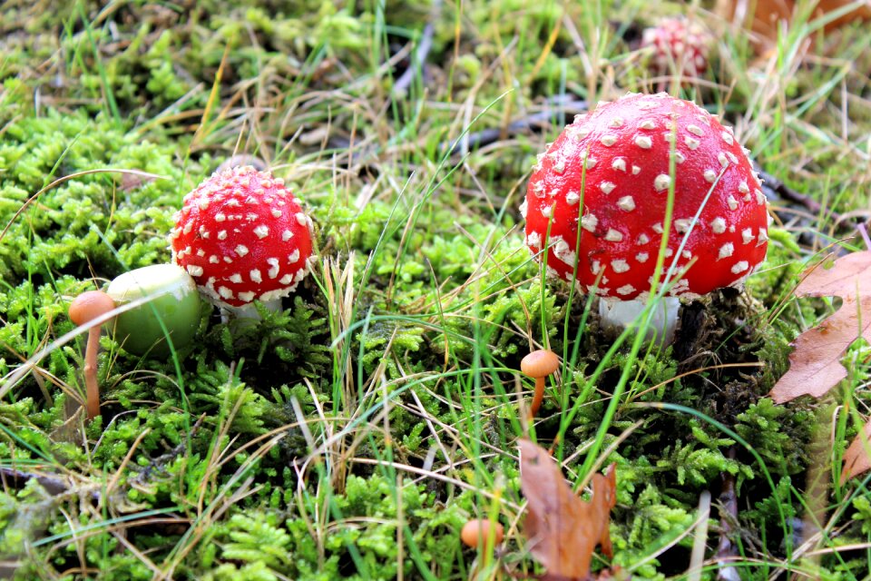 Red with white dots autumn agaric