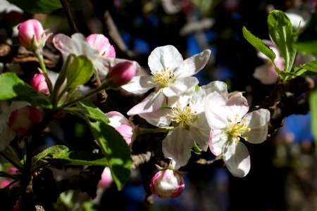 Apple Tree Blossom photo
