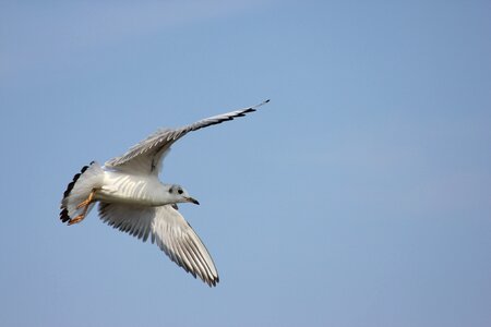 Sky baltic sea water bird
