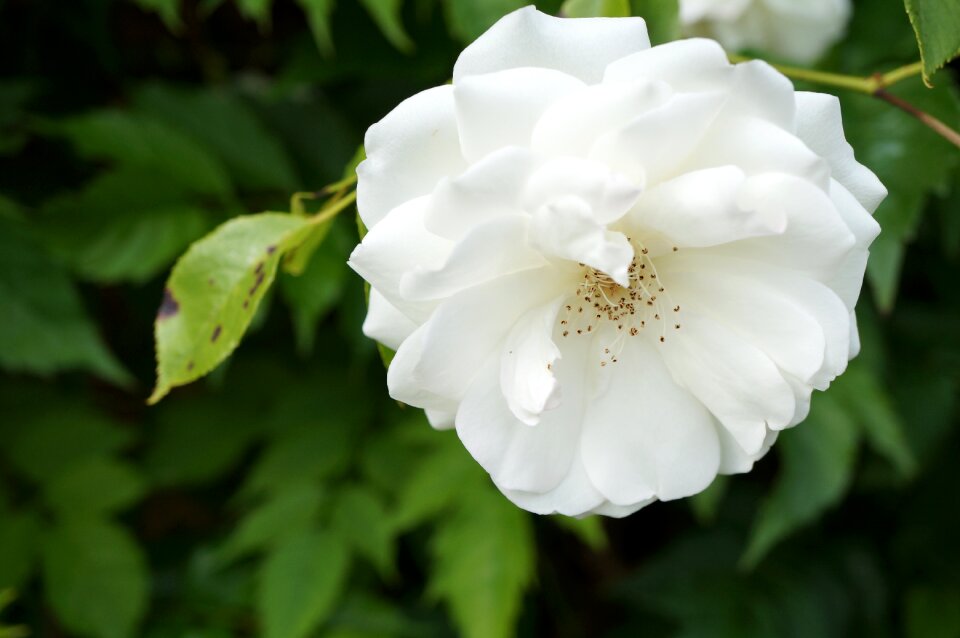 Macro white nature
