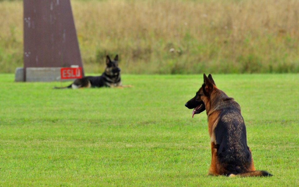Obedience competition animal