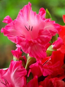 Summer bloom floral