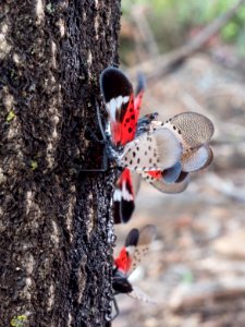 20180830-APHIS-LSC-1537