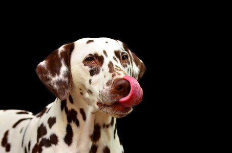 Dog breed animal portrait stains