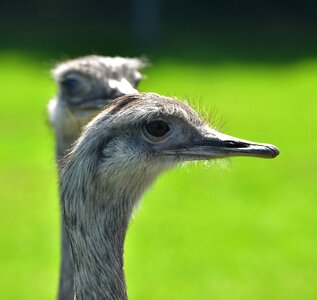 Portrait animal portrait bird photo