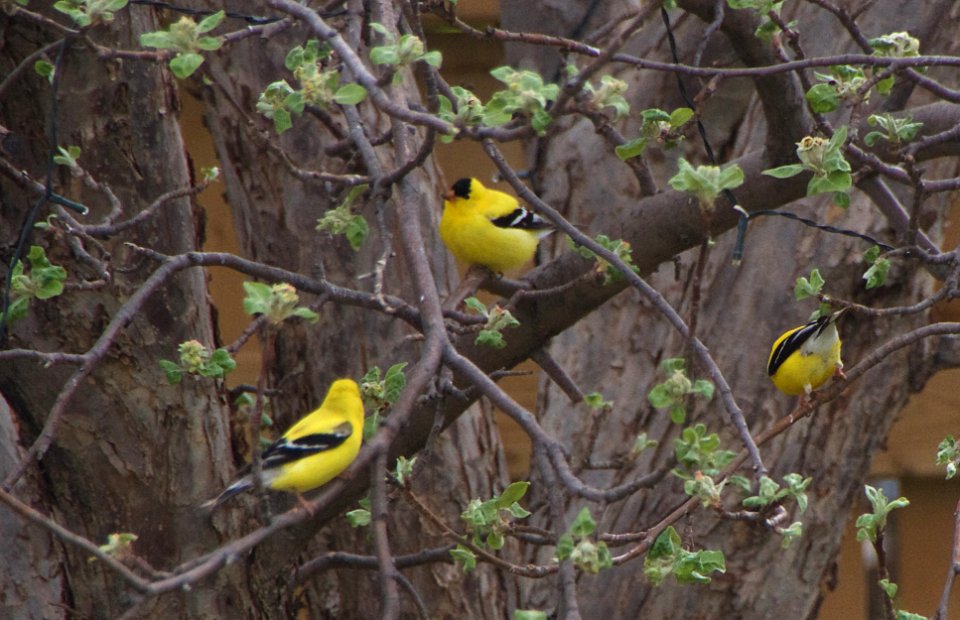 Three Finch Party