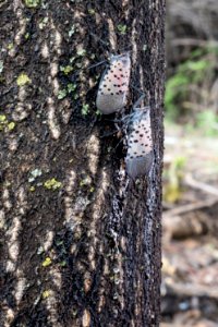 20180830-APHIS-LSC-1548