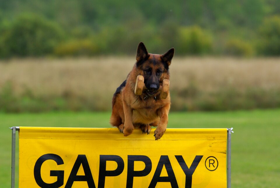 Obedience jump animal