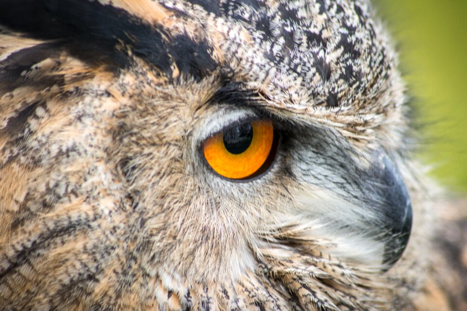 Beak wild prey