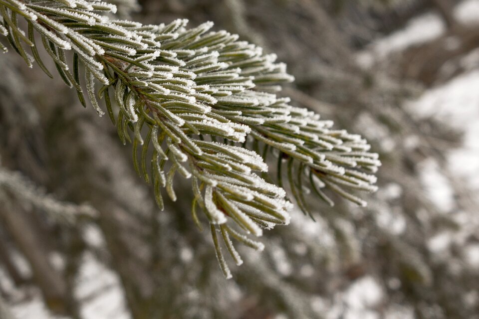 Frost ripe hoarfrost photo