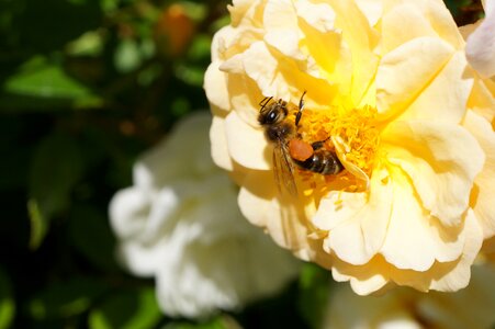 Orange rose flower bug
